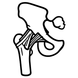 Hip Ligaments