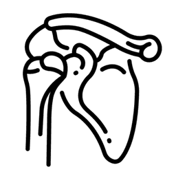 Shoulder Ligaments