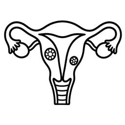 Uterus and fibroids