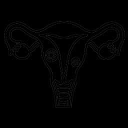 Uterus and fibroids